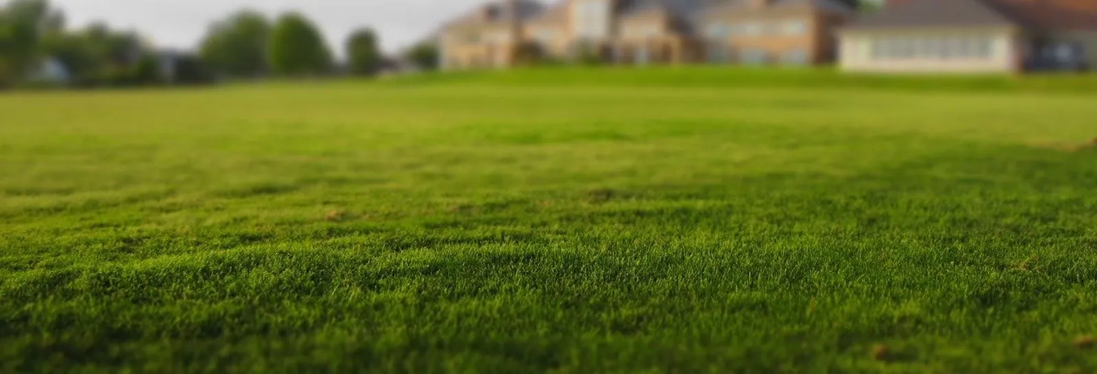 Well manicured lawn Well manicured lawn