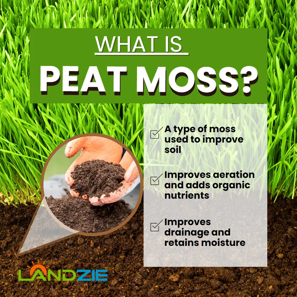 What is Peat Moss