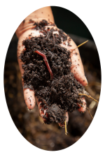 Compost