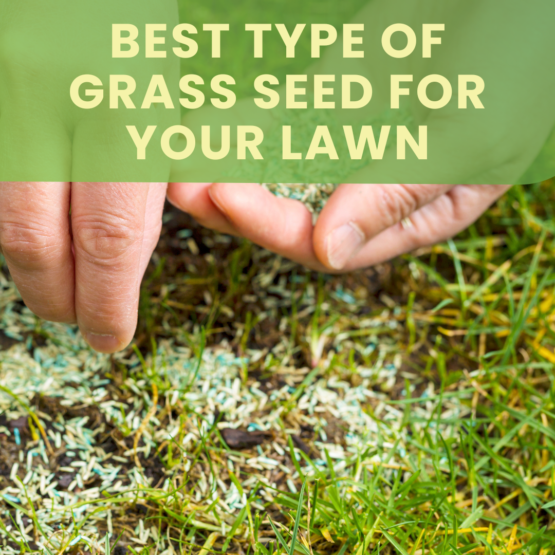 The best type of grass seed for your lawn depends on your climate, soil type, and the amount of sun and shade your yard receives. For instance, warm season grasses such as Bermuda, zoysia, and centipede are best suited for Southern states and areas with mild winters. Cool season grasses such as tall fescue, rye, and bluegrass are better suited for northern states and areas with cold winters. When selecting a grass seed, it is important to choose a variety that is adapted to your specific climate and soil type.