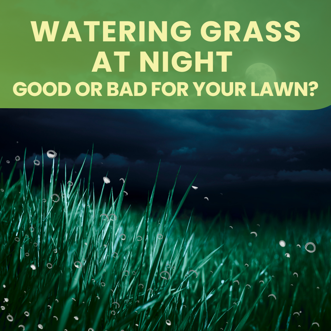 Watering grass at night is generally not recommended, as it can lead to disease and fungus problems in your lawn. When watering at night, the water droplets linger on the grass blades and do not dry out due to the lack of the sun's heat. This can lead to diseases such as powdery mildew, rust, and brown patch. Additionally, grass blades can stay wet for an extended period of time, which can cause them to become weak and prone to damage. It is best to water your lawn in the morning or late afternoon, when the sun is still out and the air is cooler.