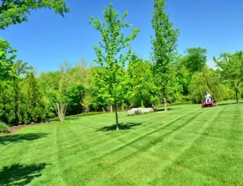 Lawn Renovation, A Complete Step-by-Step Guide