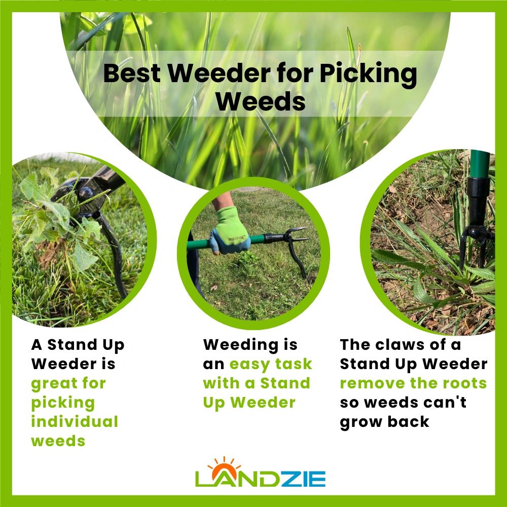 Best Weeder for Picking Weeds