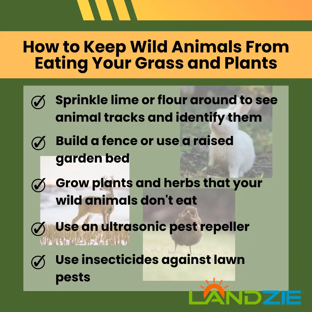 How to Keep Wild Animals From Eating Your Grass and Plants How to Keep Wild Animals From Eating Your Grass and Plants