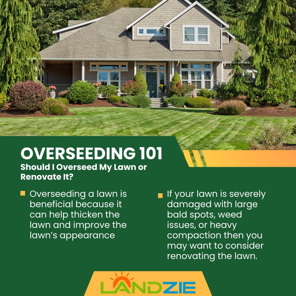 Overseeding 101: Should I Overseed My Lawn or Renovate It?