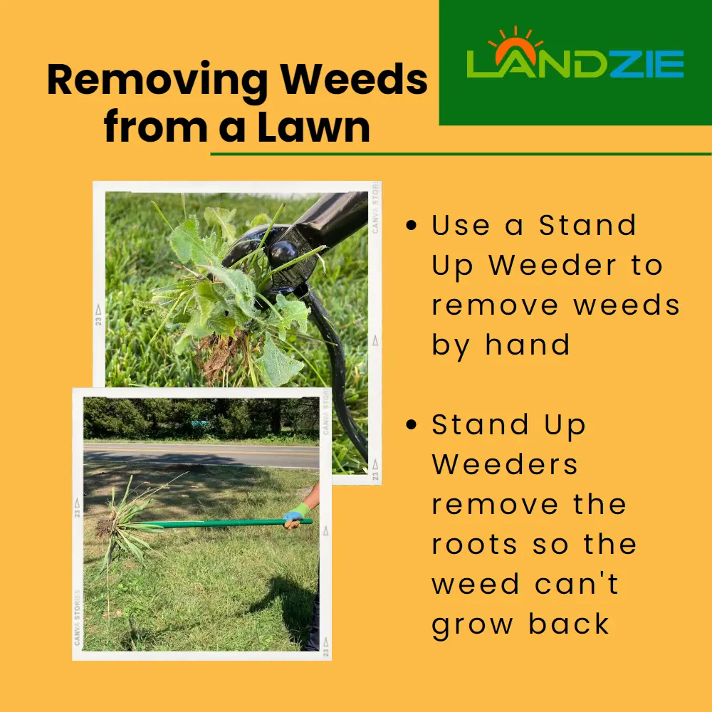 Removing Weeds from a Lawn