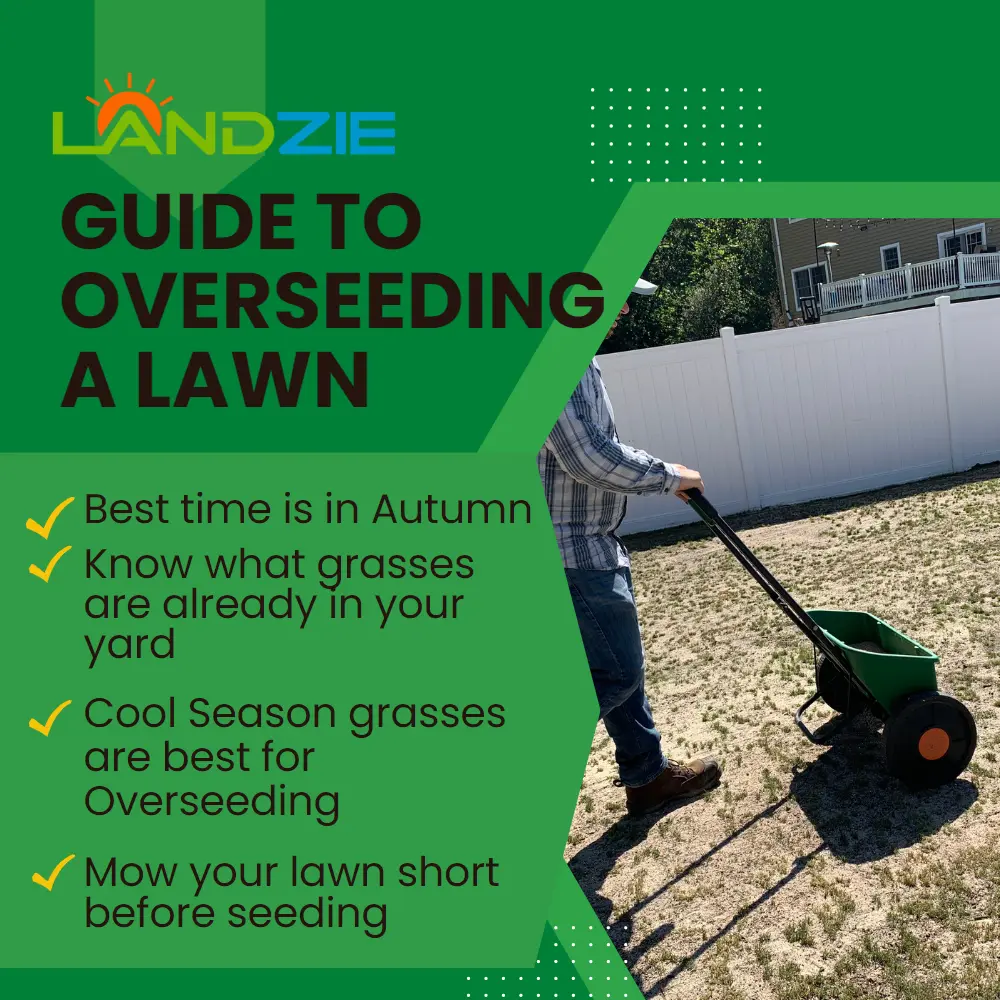 Reseeding lawn deals