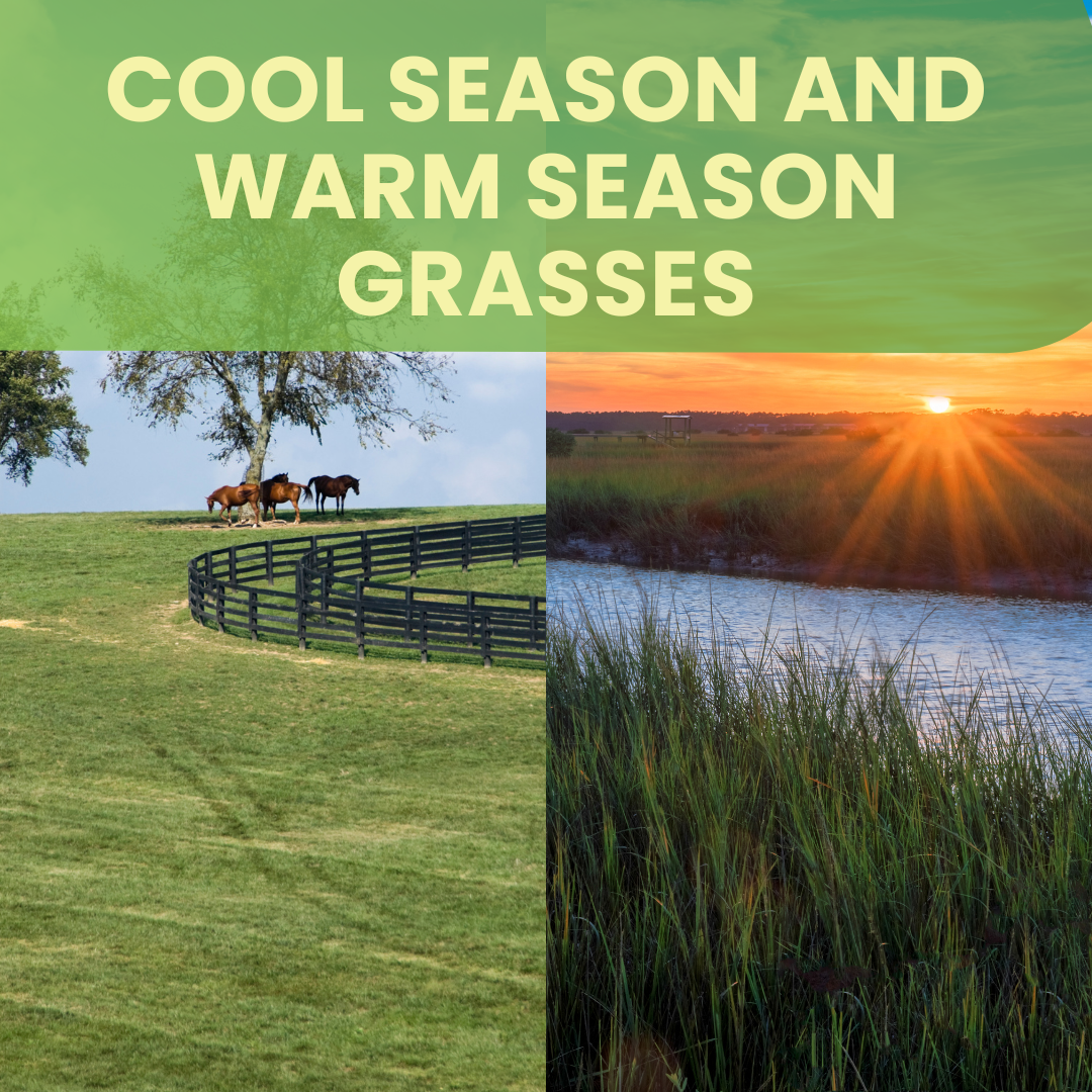 Cool Season and Warm Season Grasses