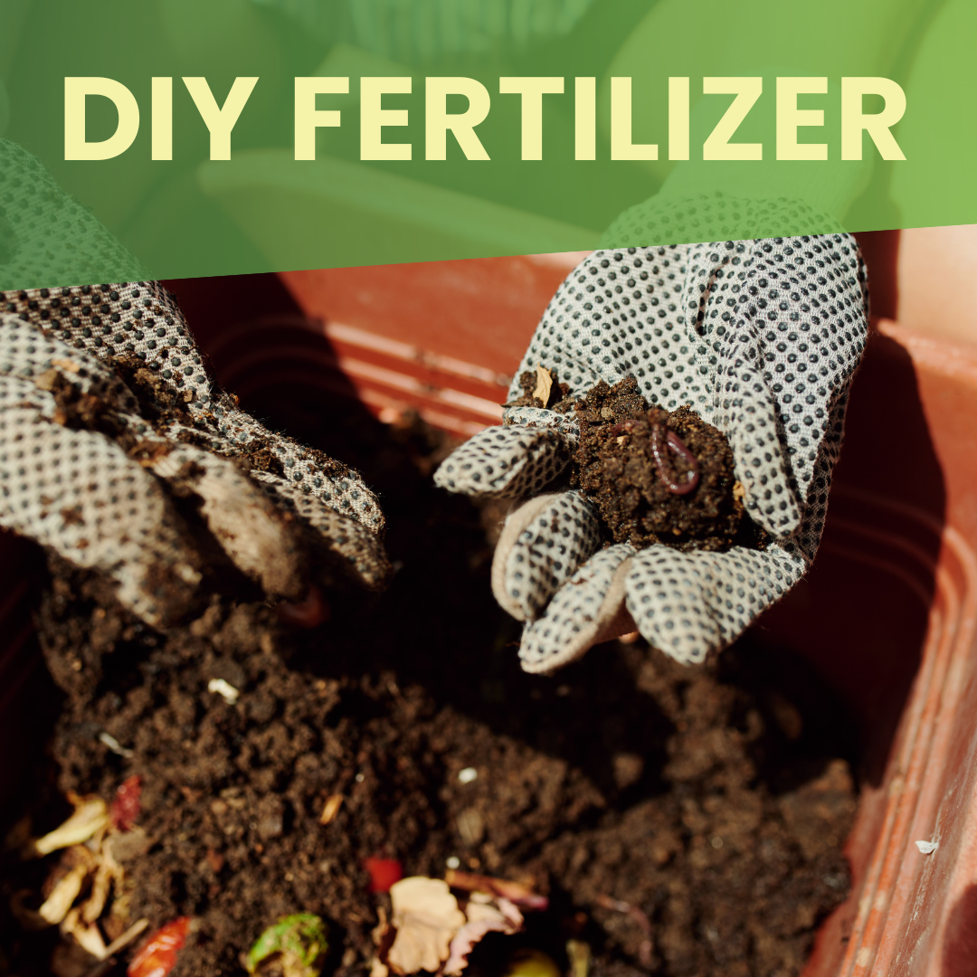 DIY Fertilizer   DIY Fertilizer 1 