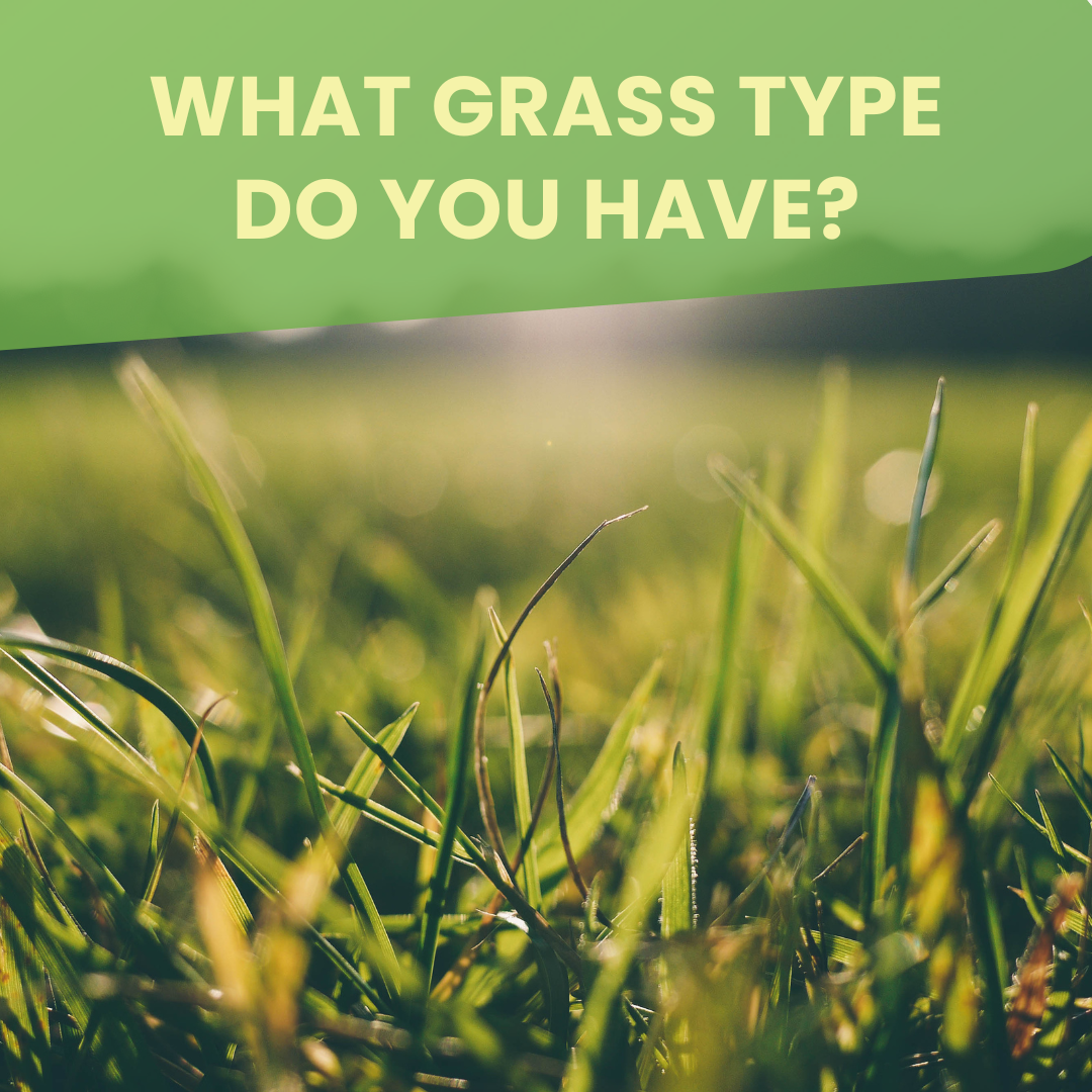 type-of-grass-what-grass-type-do-i-have