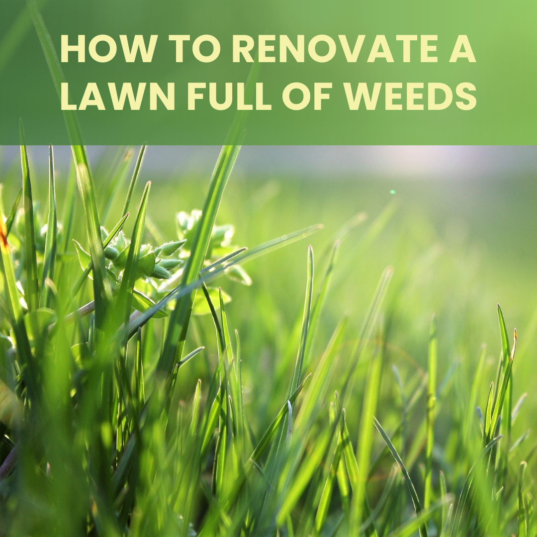 How to Renovate a Lawn Full of Weeds 1. Thoroughly mow the lawn. Make sure to mow it as low as possible to remove as much of the weeds as you can. 2. Apply a broadleaf weed killer to the lawn. Make sure to use a product that is specific to the weeds you are targeting. 3. Aerate the lawn. This will help the soil to absorb more water and nutrients, and the holes created by aerating will give the new grass seed something to latch onto. 4. Spread new grass seed. Make sure to buy a seed mix that is specific to your climate and lawn needs. 5. Water the lawn regularly. This will help the new grass seed to germinate. 6. Fertilize the lawn. This will help the grass to establish a strong root system and grow quickly. 7. Mow the lawn regularly. This will help the new grass seed to become established. 8. Monitor the lawn for new weeds. If needed, re-apply weed killer as needed.