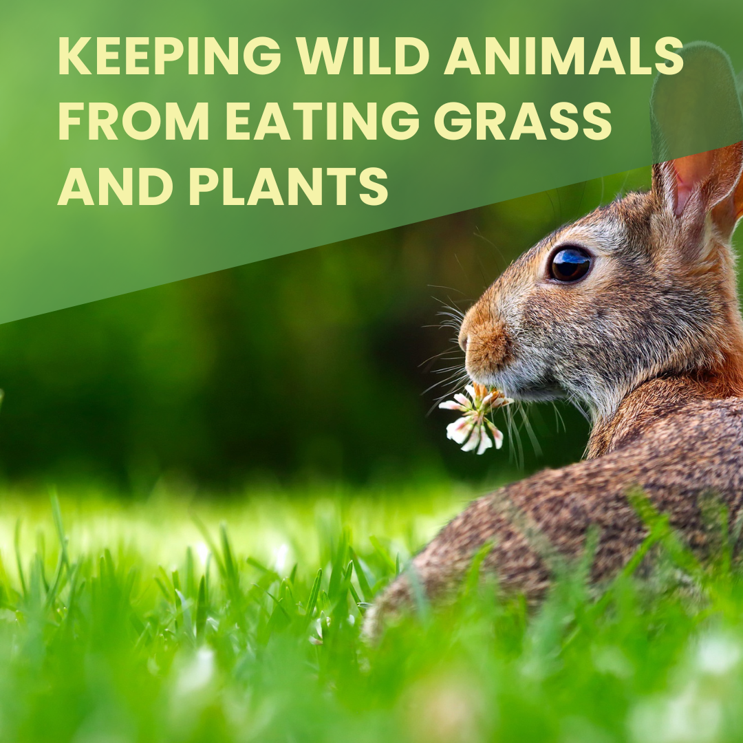 Keep Wild Animals From Eating Grass and Plants.