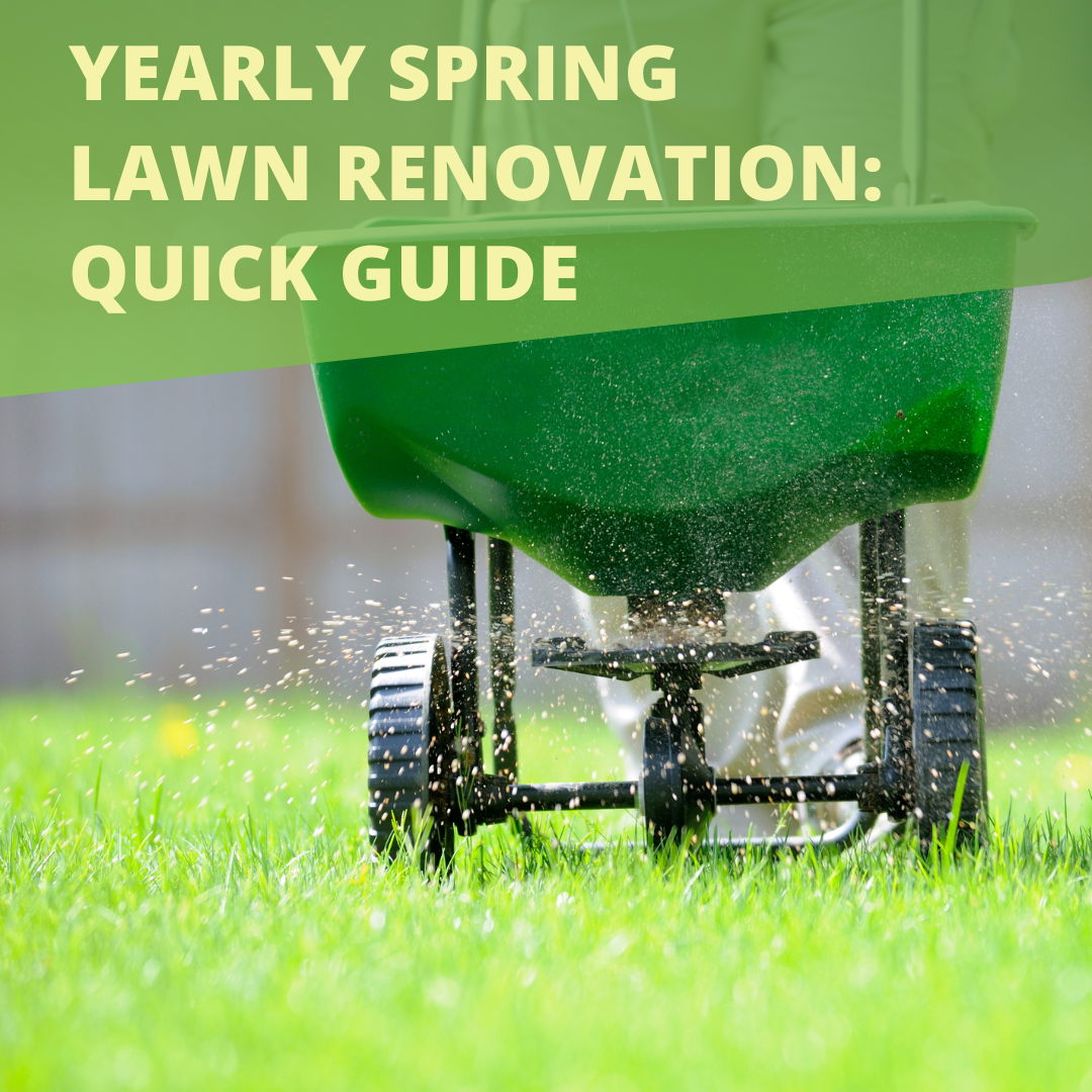 Yearly Spring Lawn Renovation: Quick Guide