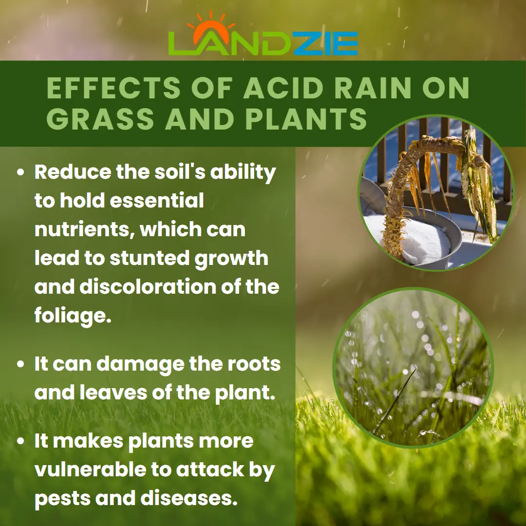 effects of acid rain on plants and grass