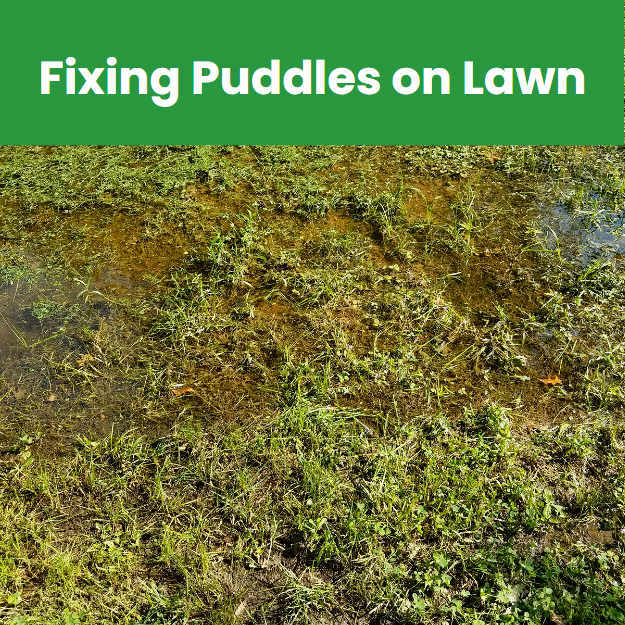 Lawn puddles are shallow pools of water that form on lawns when it rains or when the snow melts.