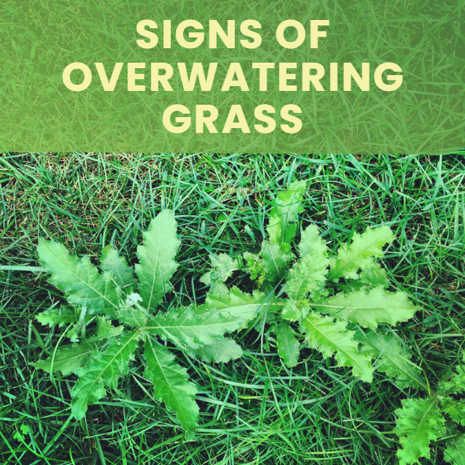 Signs of overwatering grass are usually caused by watering the lawn too frequently. Symptoms of overwatering can include discolored or yellowing grass, wilting, and shallow root systems.