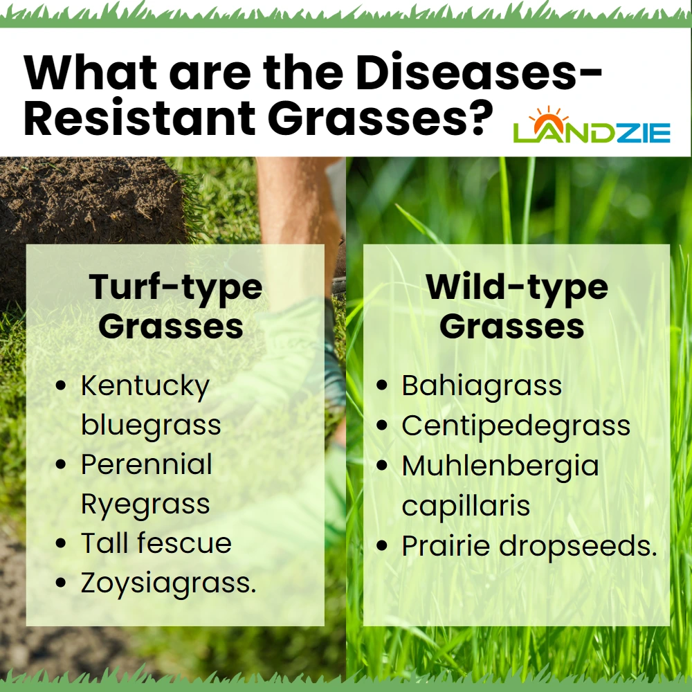 Diseases-Resistant Grasses Disease-resistant grasses