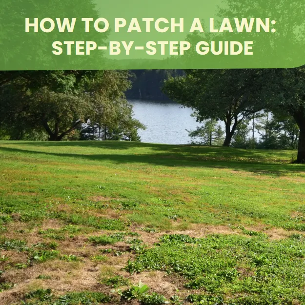 How to Patch a Lawn: Step-by-Step Guide