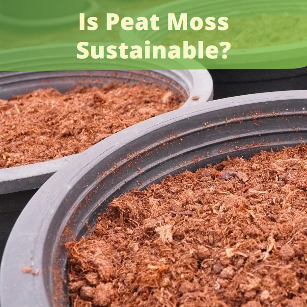Is Peat Moss Sustainable?