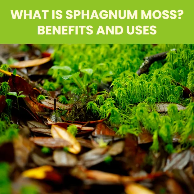 What is Sphagnum Moss? Benefits and Uses - Landzie