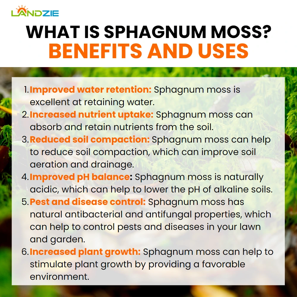 What is Sphagnum Moss? Benefits and Uses - Landzie