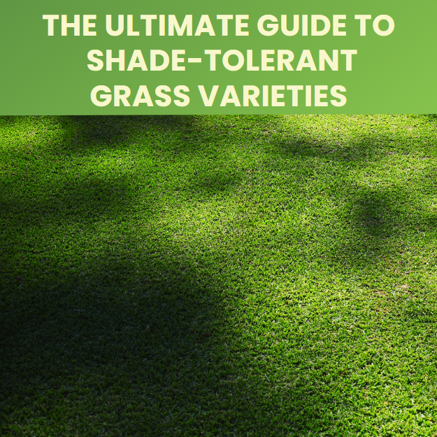 Shade Tolerant Grass Varieties