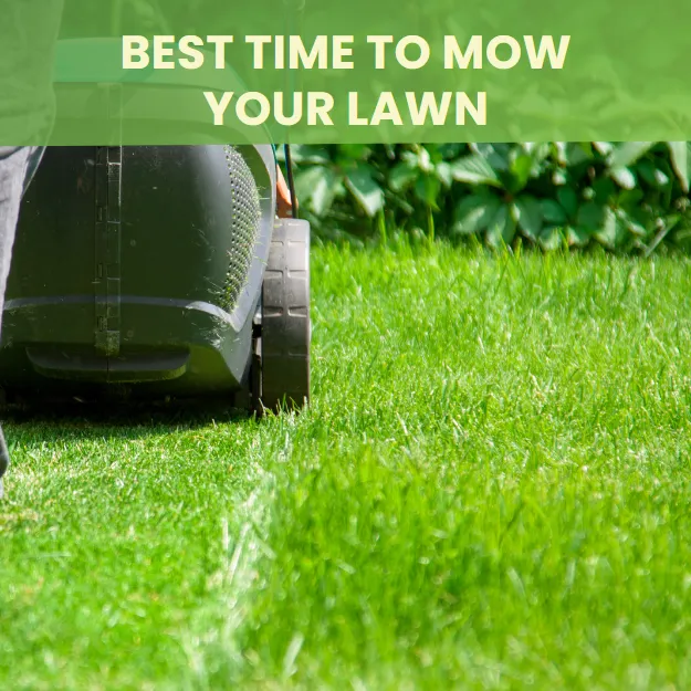 Best Time to Mow the Lawn Expert Tips for a WellMaintained Yard