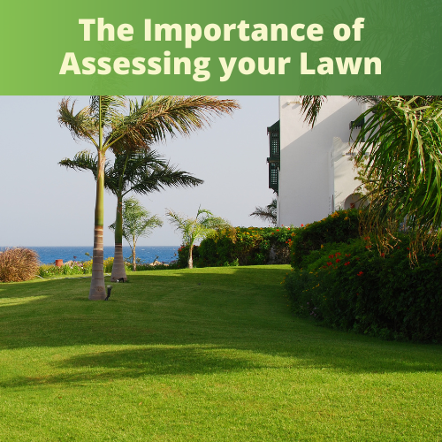 Why Assessing Your Lawn is Necessary