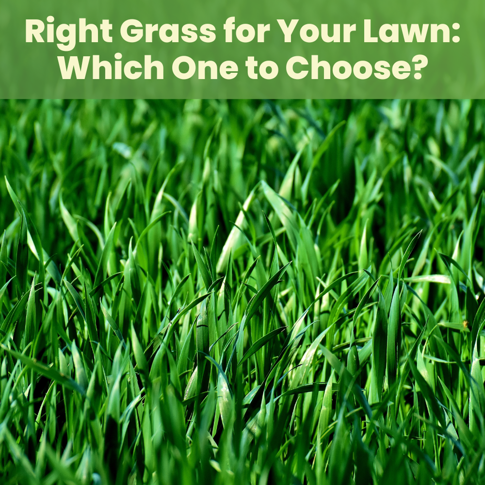 Right Grass For Your Lawn: Which One To Choose? - Landzie