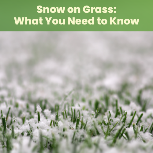 Snow on Grass What You Need to Know Landzie