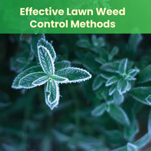 Effective Lawn Weed Control Methods Landzie