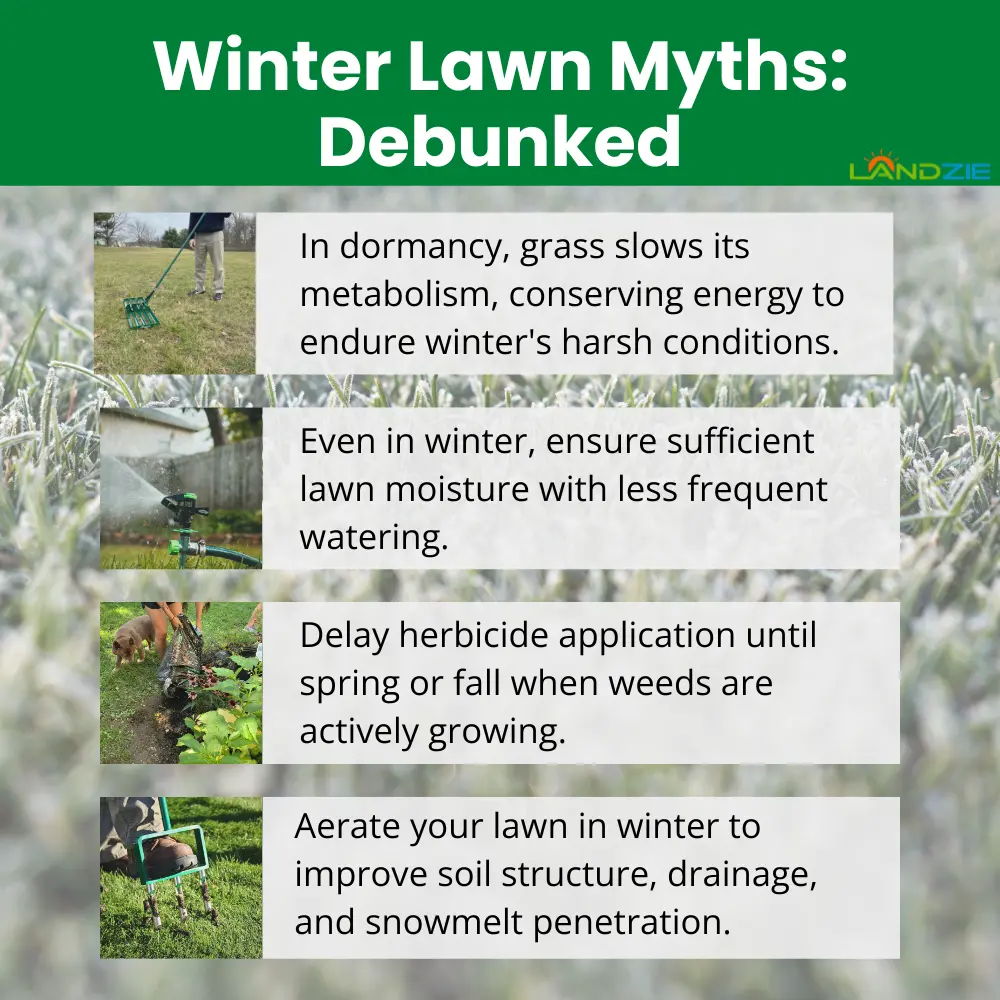 Winter Lawn Myths: Debunking