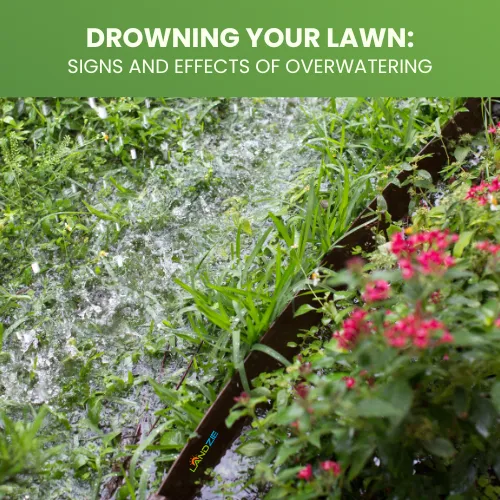 Drowning Your Lawn: Signs and Effects of Overwatering - Landzie