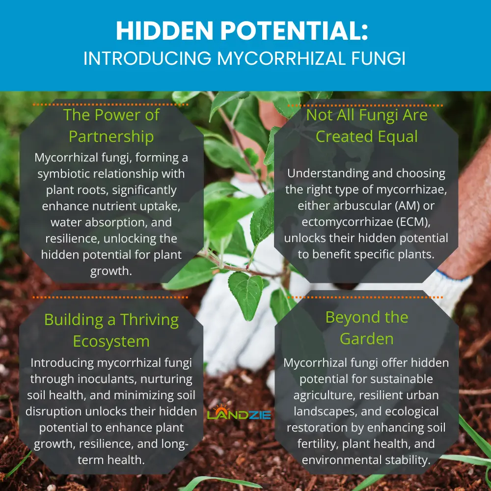 Hidden Potential: Introducing Mycorrhizal Fungi Hidden Potential: Introducing Mycorrhizal Fungi