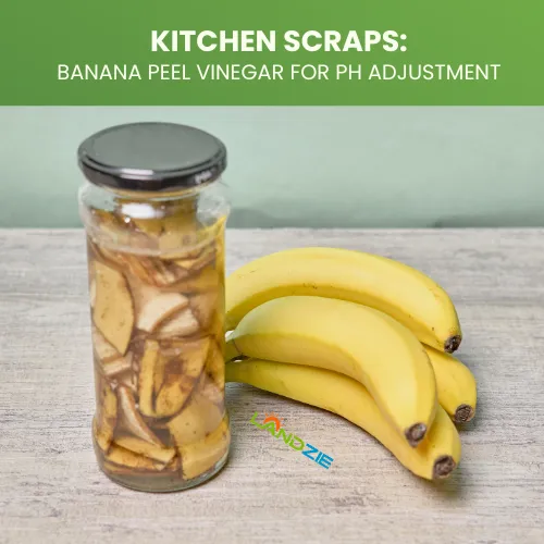 Kitchen Scraps Banana Peel Vinegar for pH Adjustment Landzie