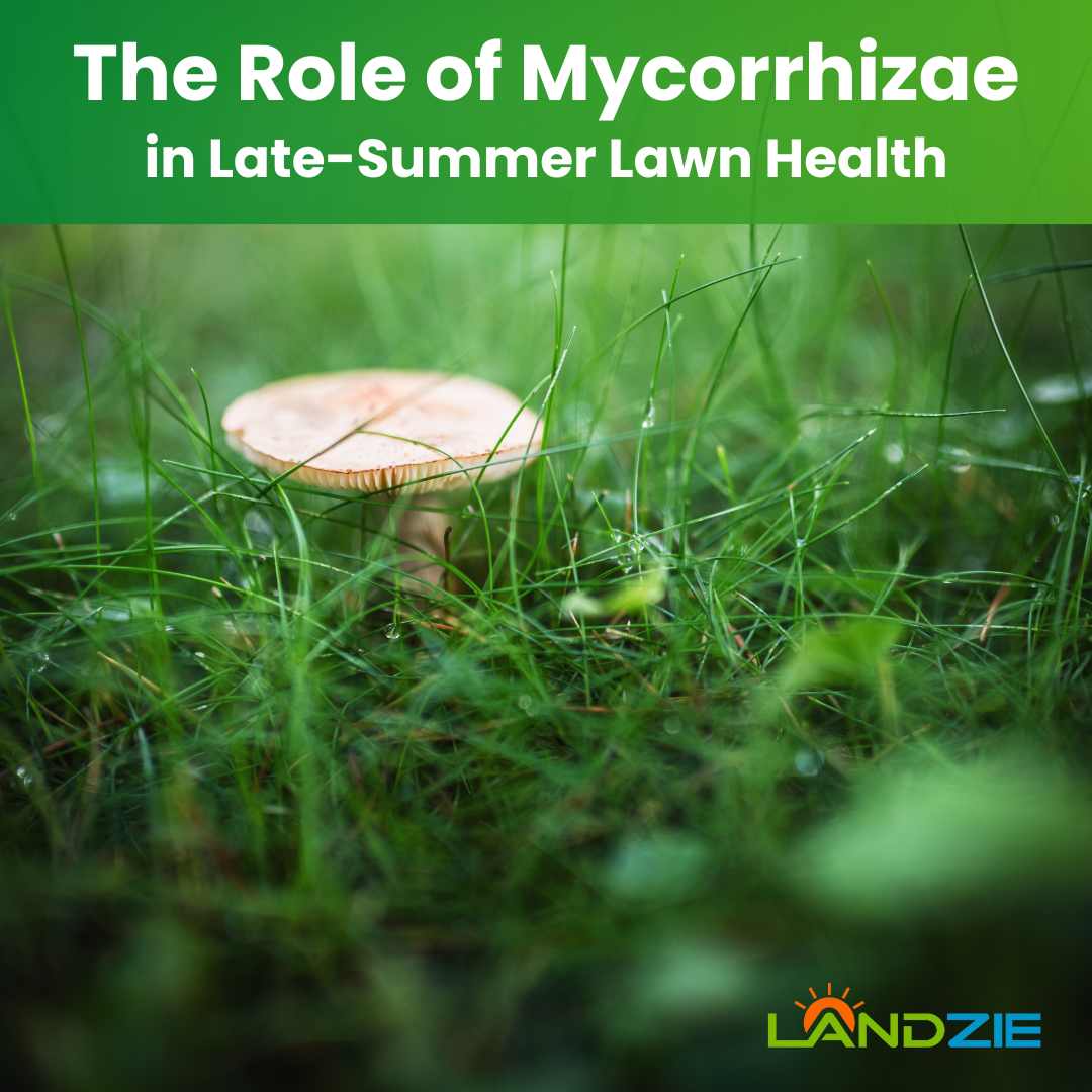 The Role of Mycorrhizae in Late-Summer Lawn Health