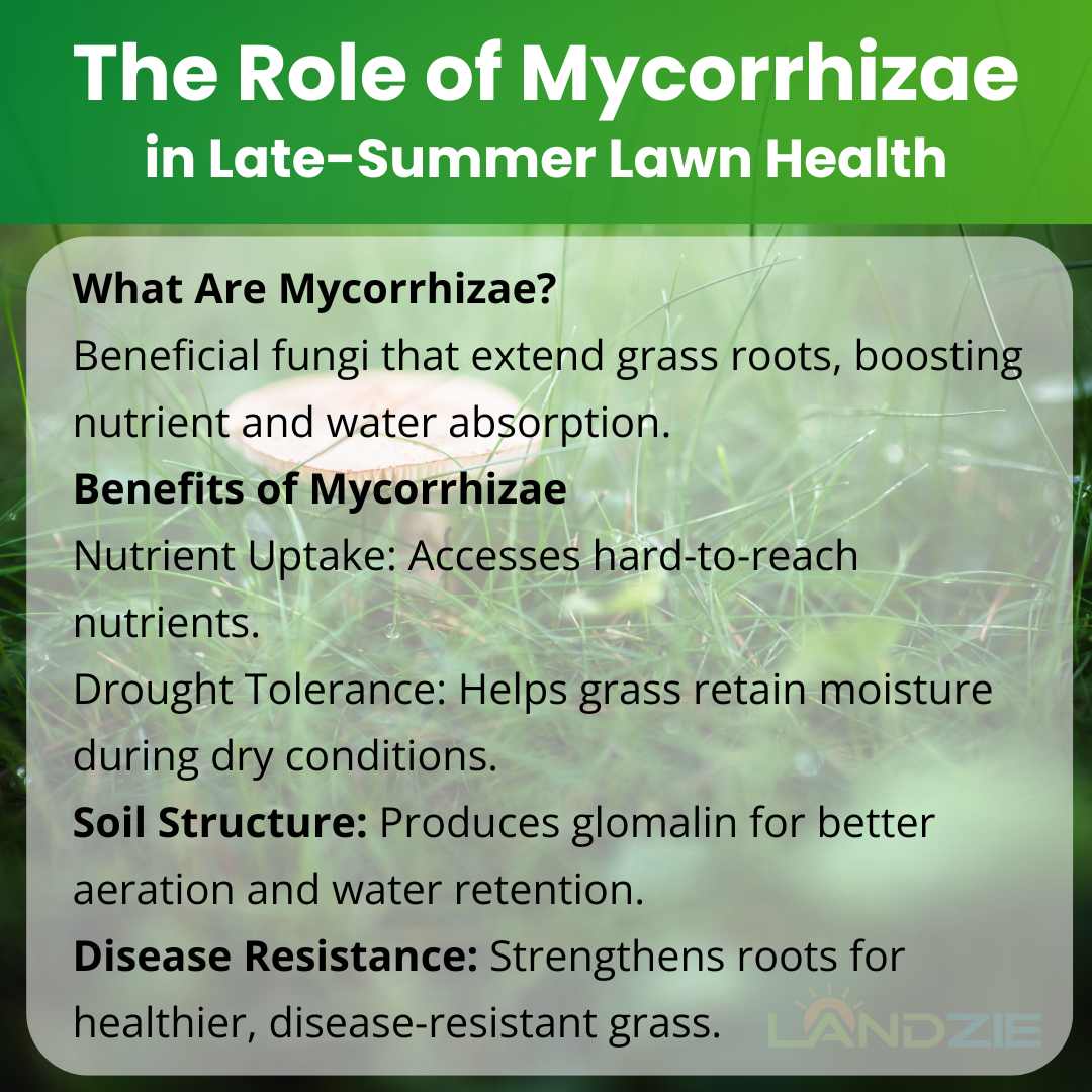 The Role of Mycorrhizae in Late-Summer Lawn Health