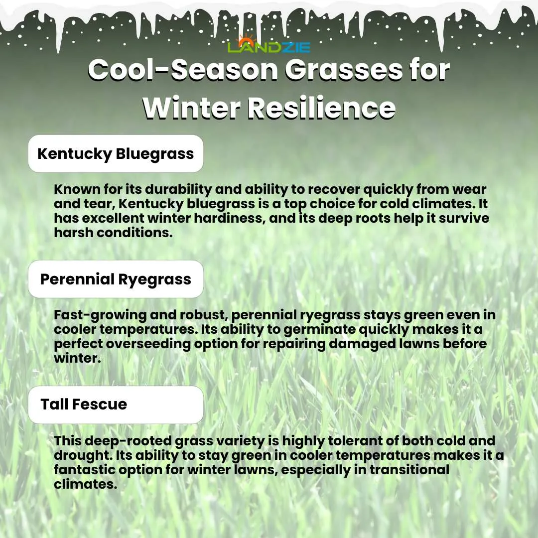 Best Grass Types for a Resilient Winter Lawn