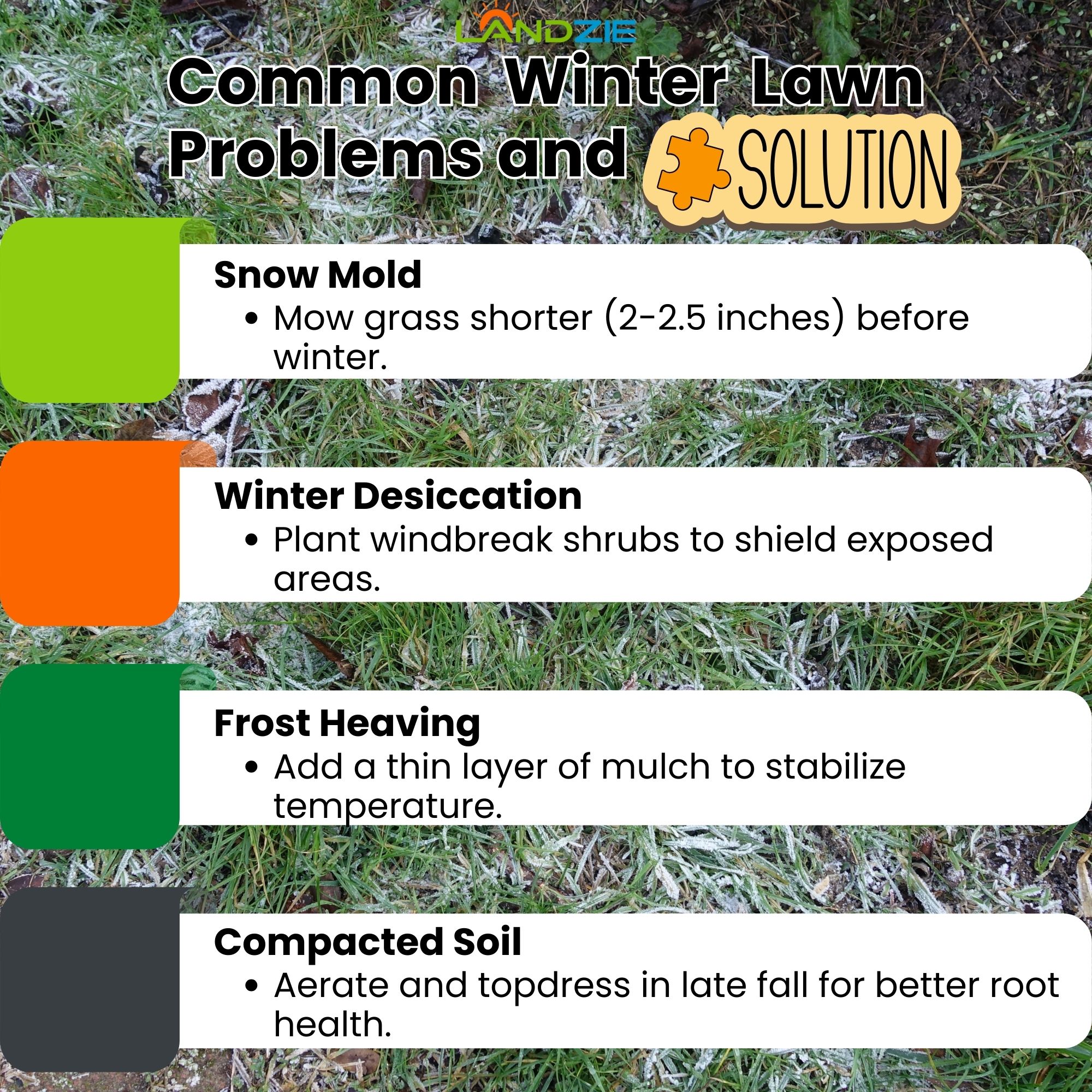 Common Winter Lawn Problems and Solutions