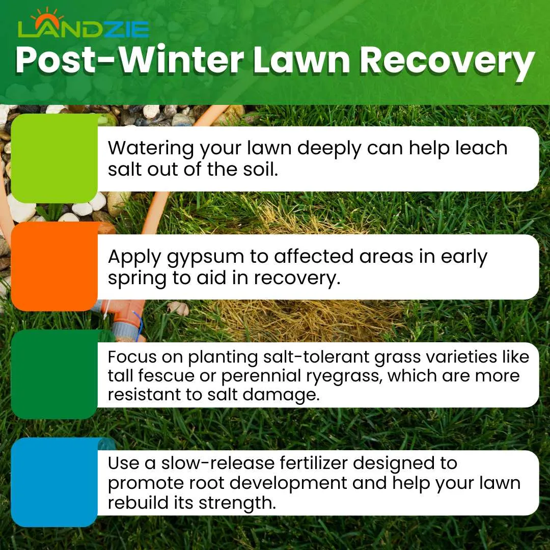 Managing Salt Damage on Lawns: Winter Recovery and Prevention Strategies