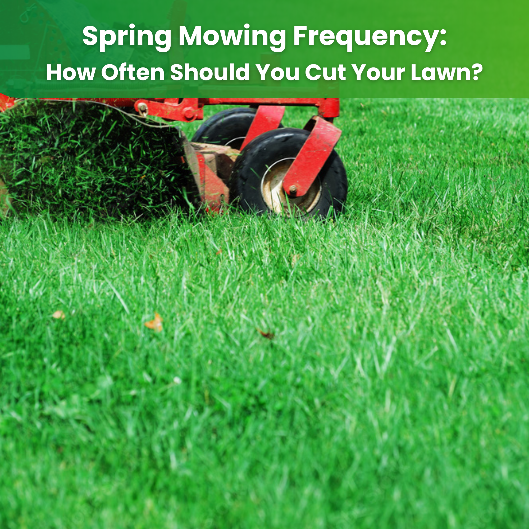 Spring Mowing Frequency: How Often Should You Cut Your Lawn?