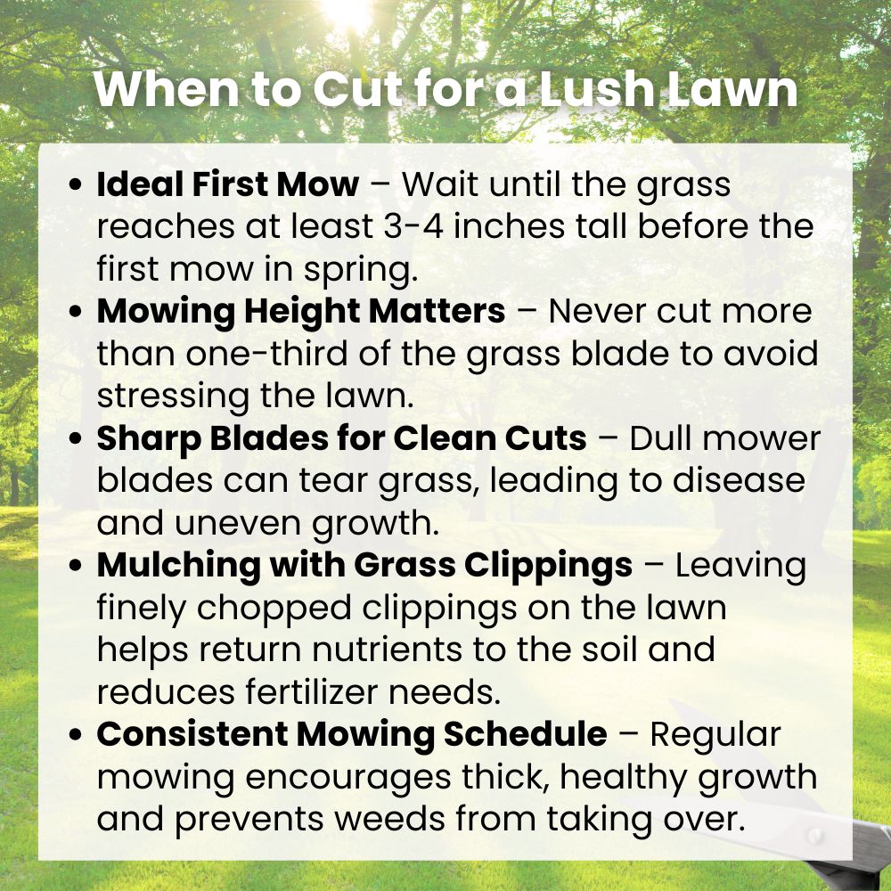 When to Cut for a Lush Lawn