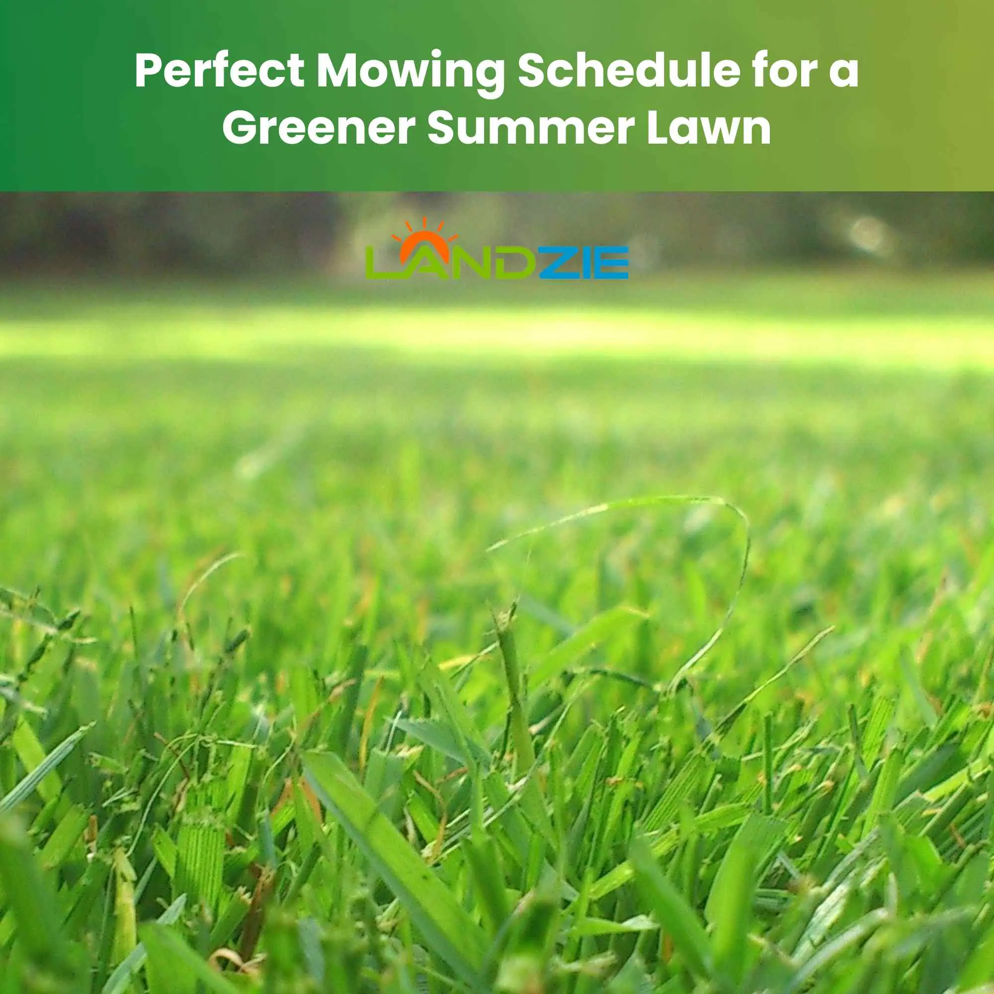 Perfect Mowing Schedule for a Greener Summer Lawn