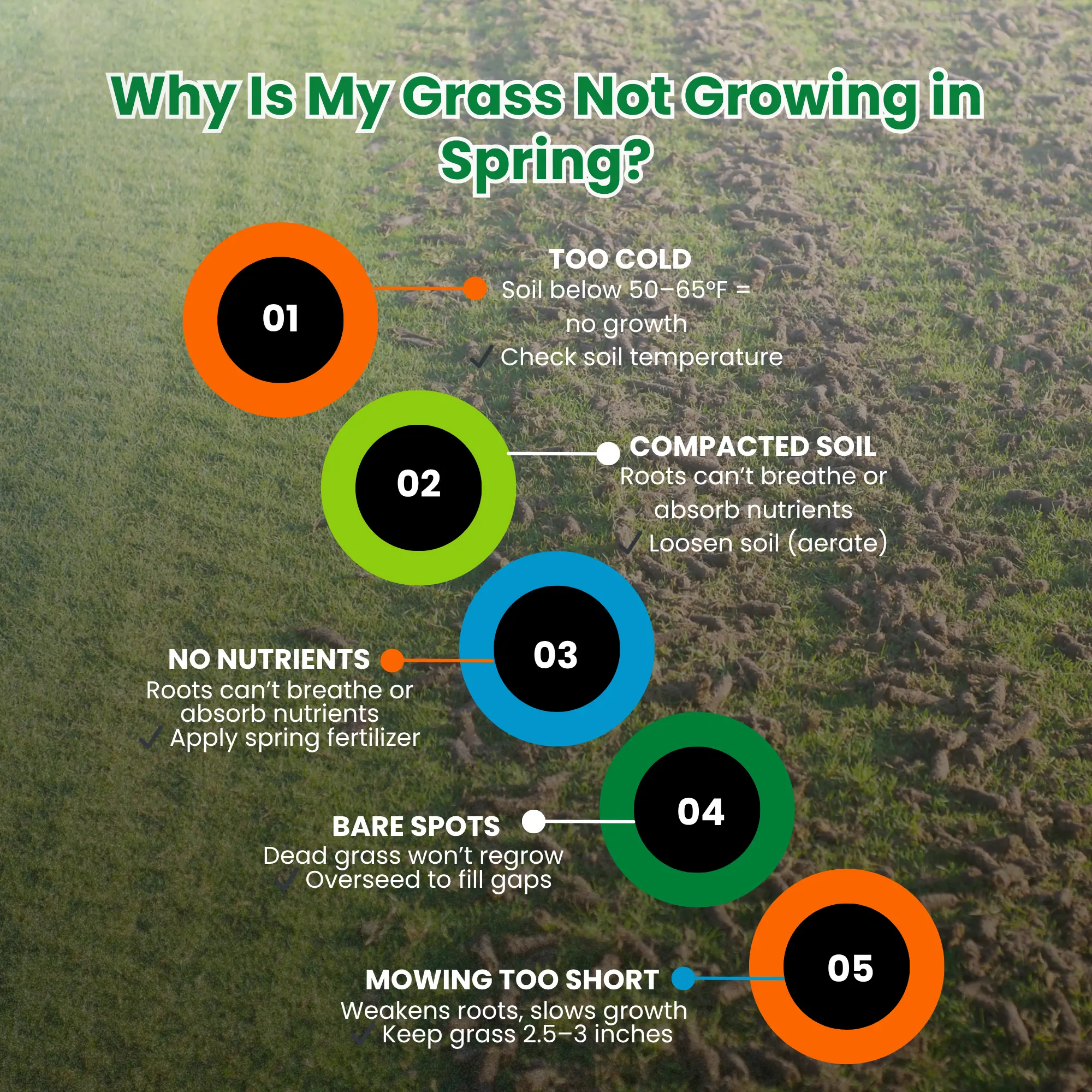 5 Quick Fixes to Bring Your Lawn Back to Life