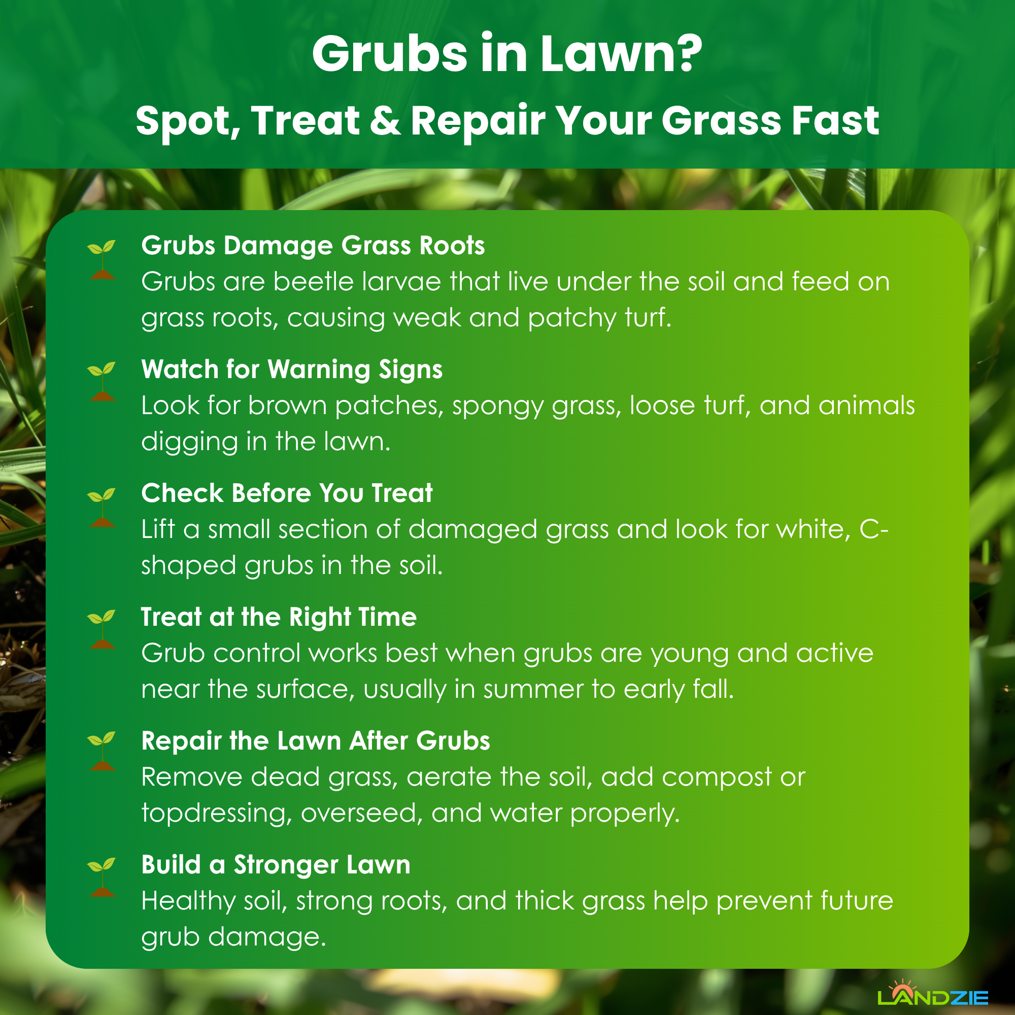 Grubs in Lawn? Spot, Treat & Repair Your Grass Fast