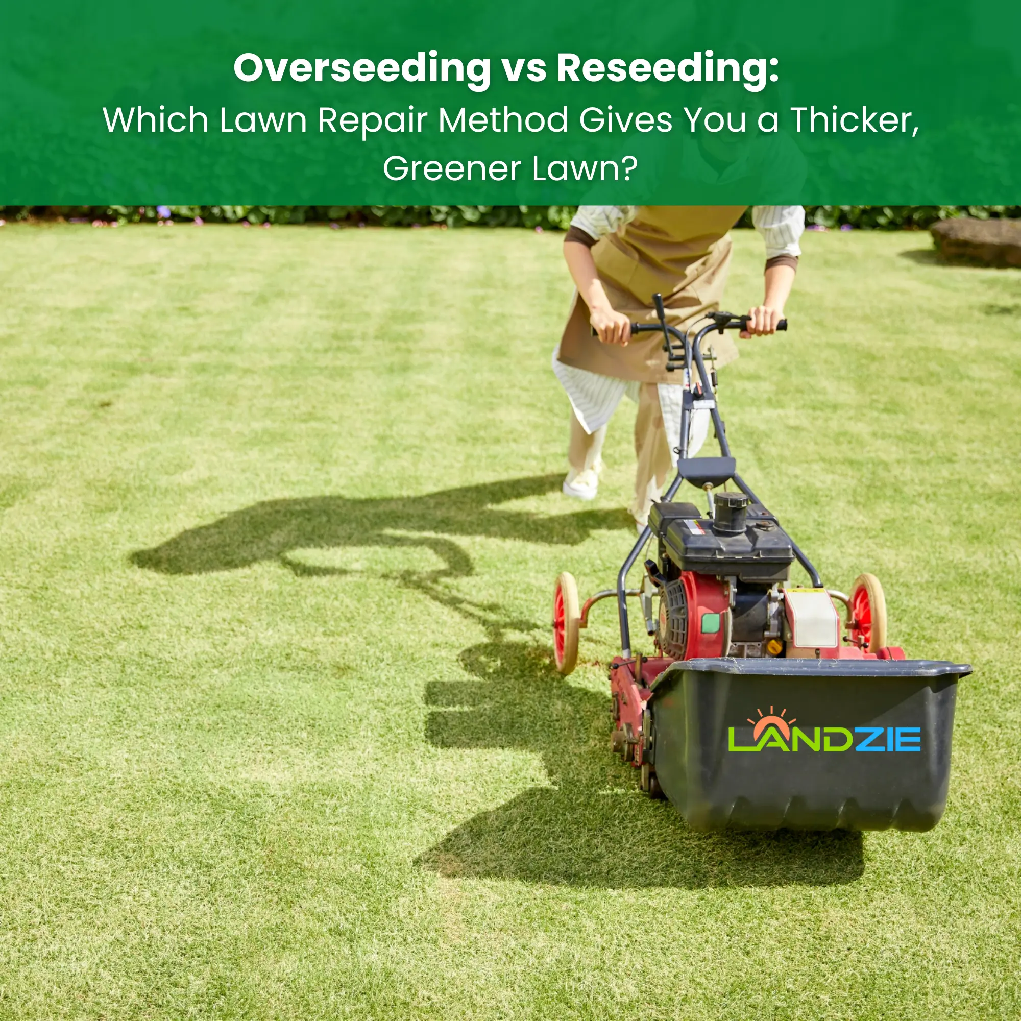 Overseeding vs Reseeding Explained