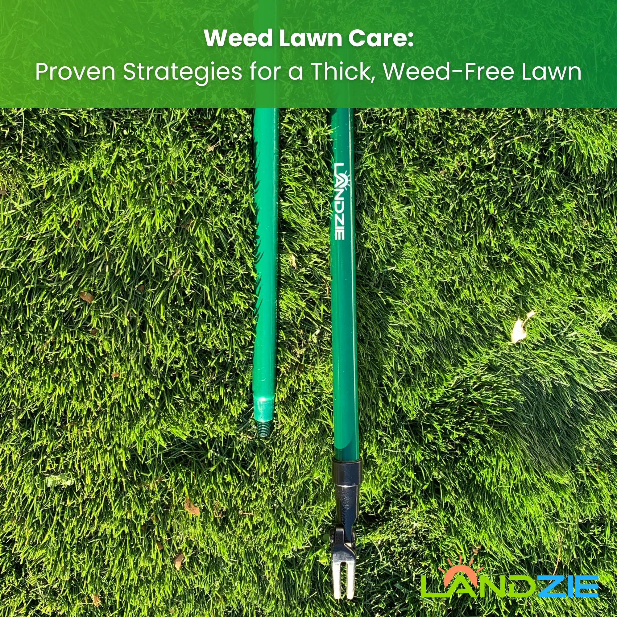 Weed Lawn Care: Proven Strategies for a Thick, Weed-Free Lawn