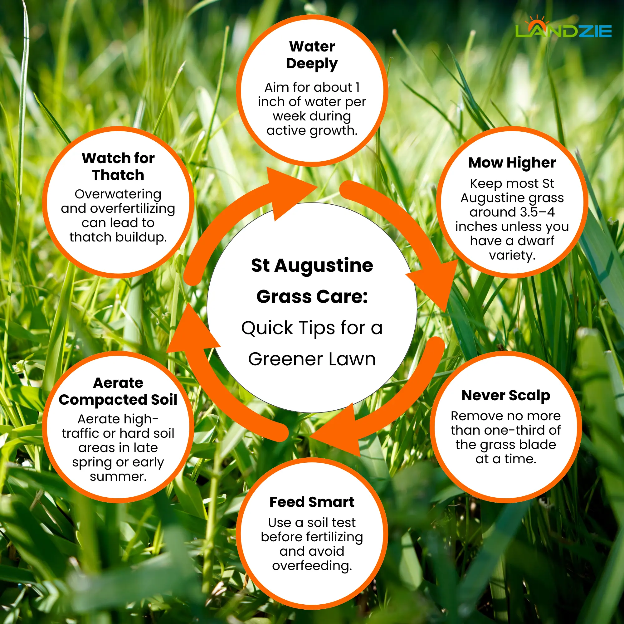 St Augustine Grass Care: Quick Tips for a Greener Lawn