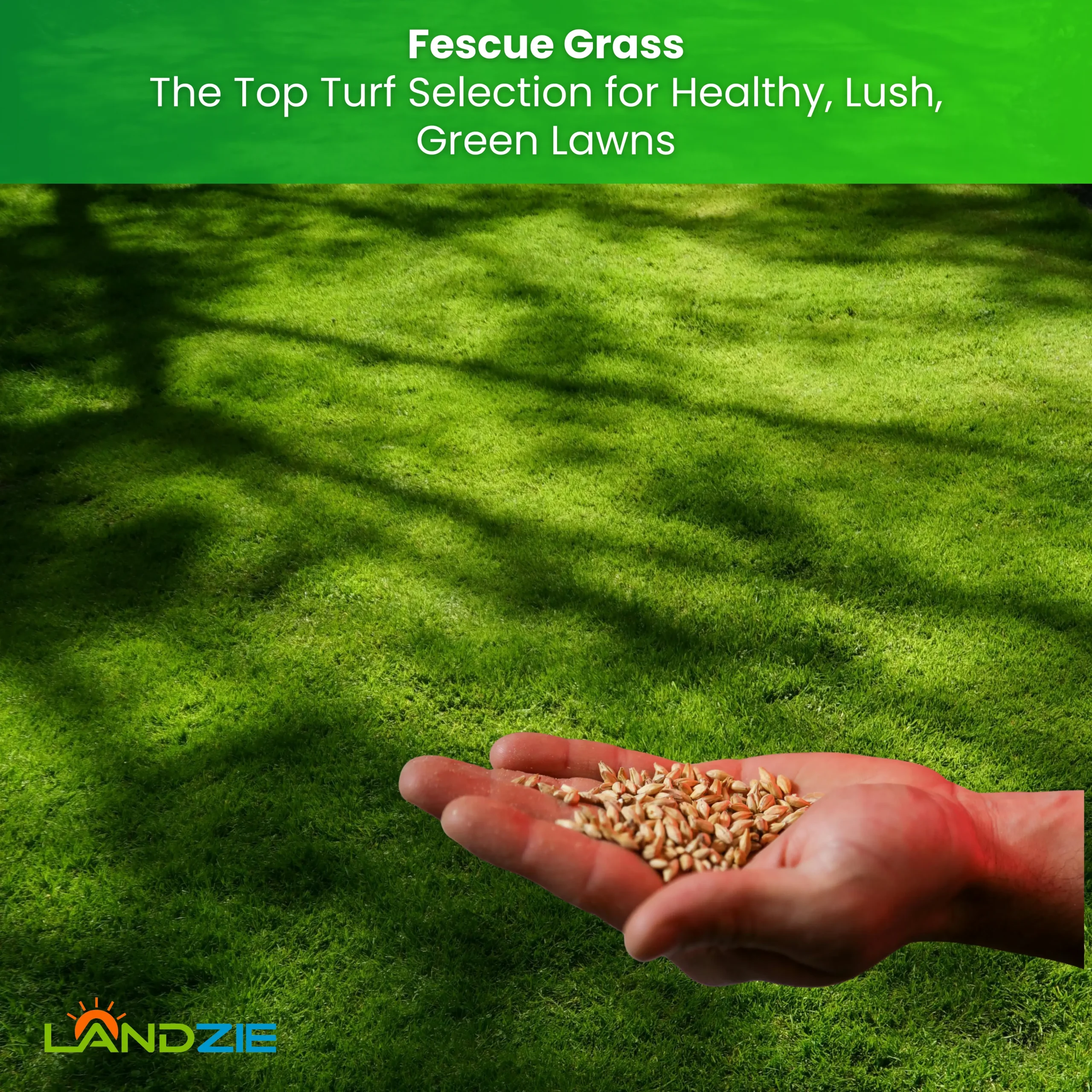 Fescue Grass Why This Popular Turf Choice Creates Stunning, Year-Round Green Lawns