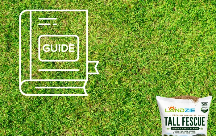 Grass Seeding Guide: How to Grow a Thick, Green Lawn That Stands Out